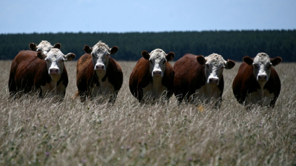 Uruguay declara una emergencia agropecuaria por d&eacute;ficit h&iacute;drico 