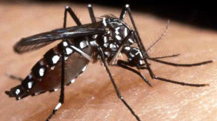 Iss, da inizio anno 68 casi di dengue e 22 di chikungunya