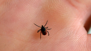 Neues Zeckenvirus in Europa verbreitet - auch in Deutschland