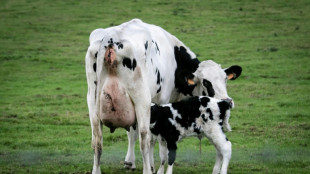 Friesland: Kuh bringt Kalb auf Straße zur Welt
