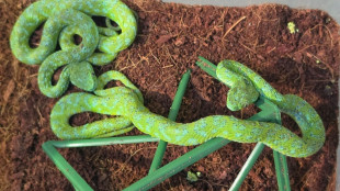 Allemagne: la douane d&eacute;couvre 92 reptiles dans la valise d'un voyageur