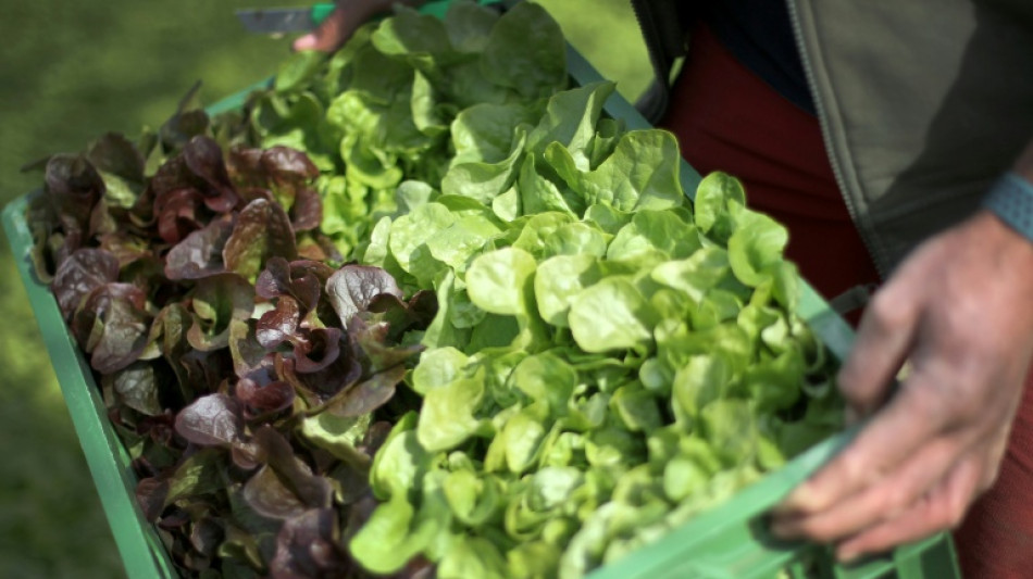 La salade n'a pas du tout aim&eacute; les chaleurs hors norme de l'&eacute;t&eacute; 