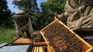 La r&eacute;colte de miel 2024 en baisse de 40%, selon un syndicat d'apiculteurs