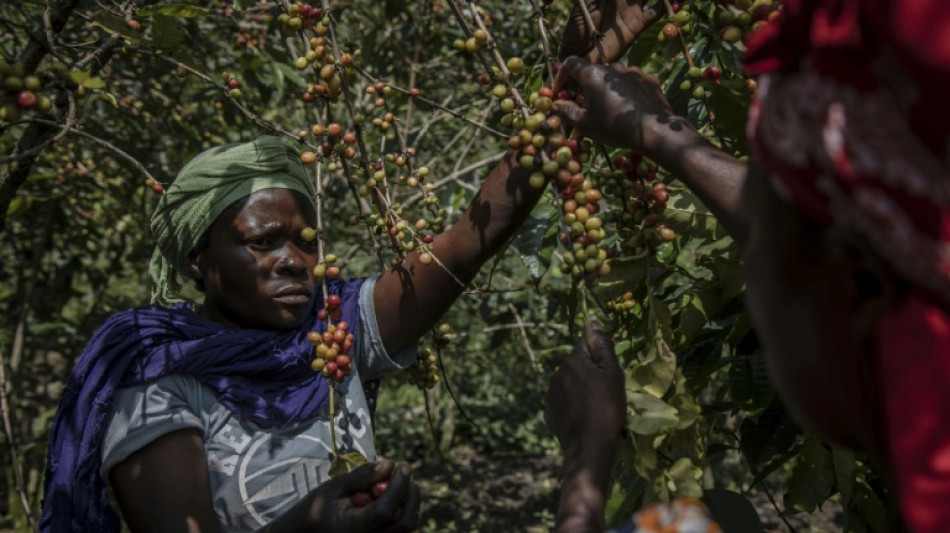 Women brew brighter future in DR Congo coffee initiative
