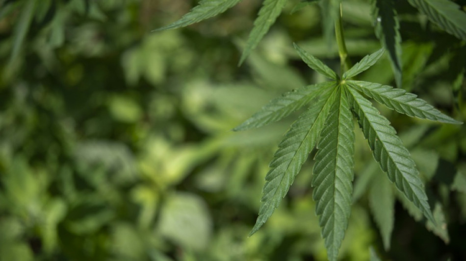 Cannabis-Evaluation: Kein Konsumanstieg - aber andere Probleme