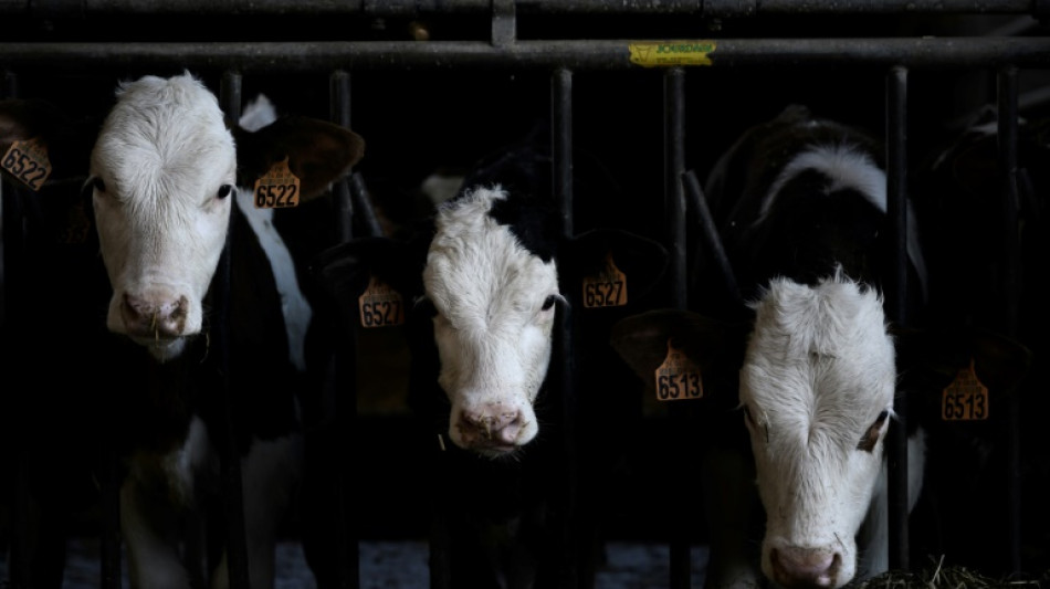 Foodwatch fordert aus Klimaschutzgr&uuml;nden Halbierung der Milchviehhaltung 