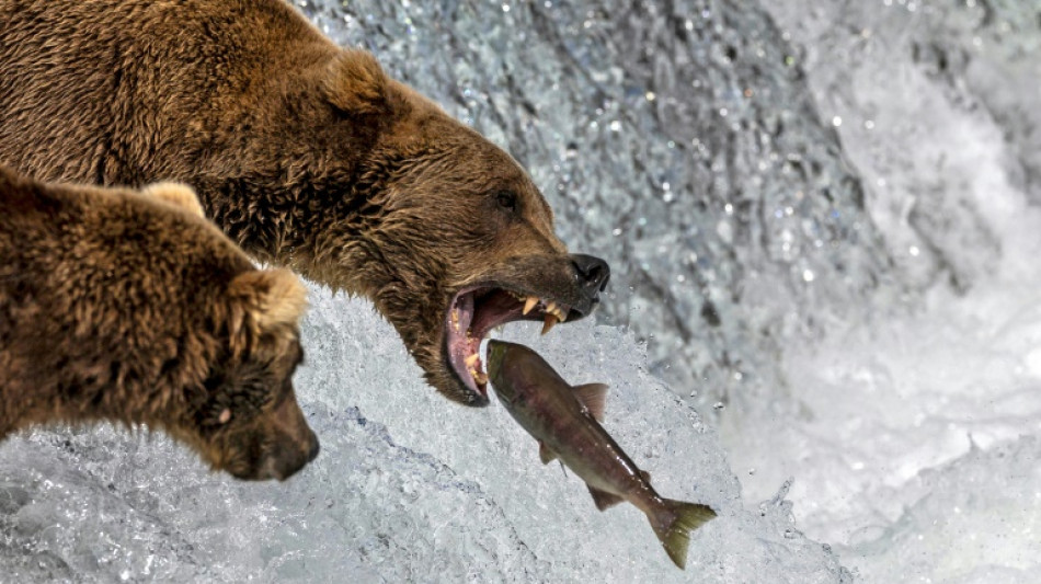 Big news: Annual eating contest roars to life in Fat Bear Week 