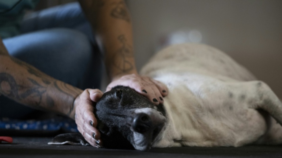 Brasilien erlaubt gemeinsames Sorgerecht f&uuml;r Haustiere