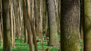 Mit allen Sinnen: Auch virtuelles Waldbaden hilft bei Stressabbau