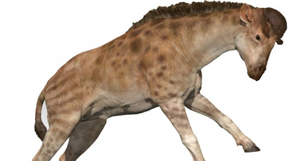 Un cousin de la girafe aimait bien les coups de tête